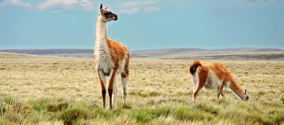 Guanacos