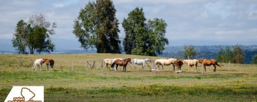 PuertoOctayEntreLagos