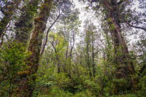 Parque Nacional Alerce Costero @ Parque Nacional Alerce Costero